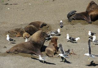 Gripe aviar o El Niño: ¿qué está matando lobos marinos en playas de Chile?