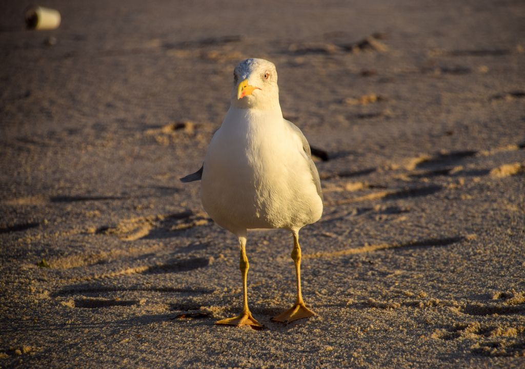 Gaivotas