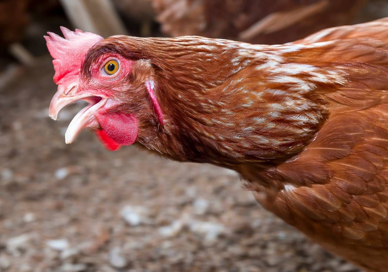 "As aves de capoeira e em cativeiro detidas em estabelecimentos, incluindo detenções caseiras, localizadas em Portugal continental, deverão ser confinadas nos respetivos alojamentos", diz a DGAV.