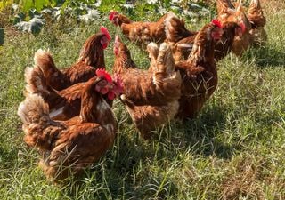 Gripe aviária em Portugal. Autoridades proíbem criação de aves ao ar livre 