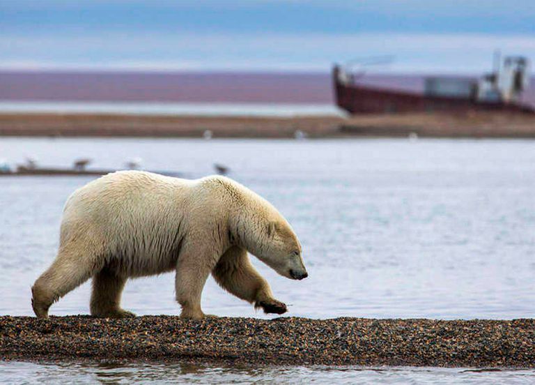 La población de osos polares tiene difícil adaptarse al rápido cambio climático y a sus consecuencias. La población de osos polares tiene difícil adaptarse al rápido cambio climático y a sus consecuencias.