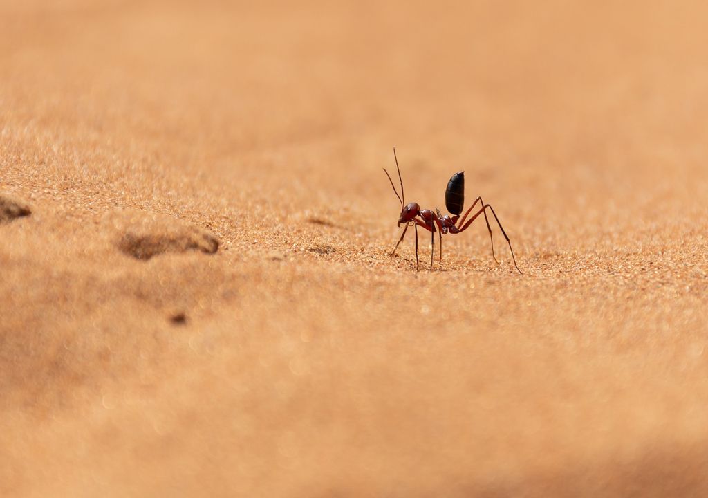 Desert Ants