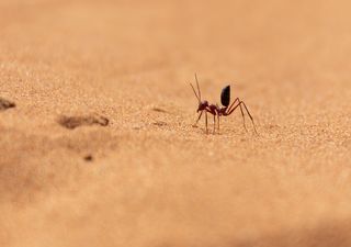 Groundbreaking tracking technology reveals hidden lives of desert ants