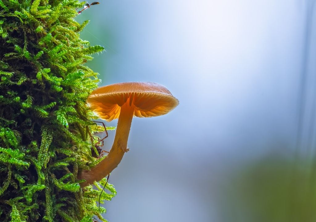 Les champignons Mycena sont souvent connus sous le nom de champignons à bonnet.