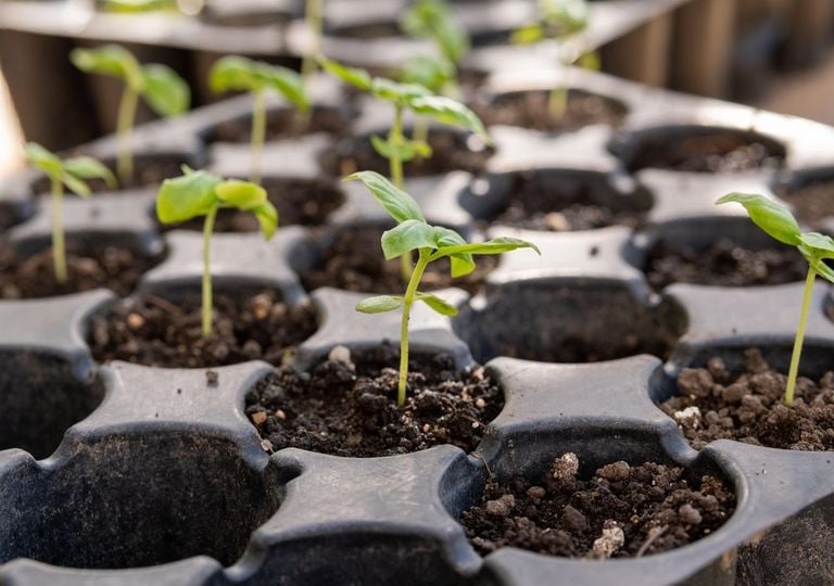 Grow more from tiny seeds with a squeeze bottle trick