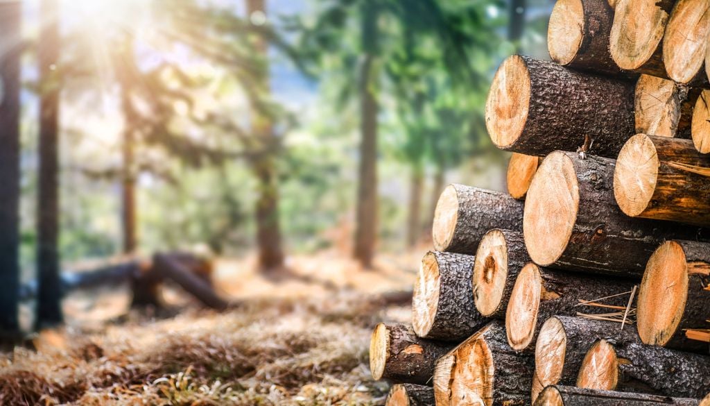 Grüne Stinkwanzen und Baumwanzen sind vor allem im Wald zuhause.