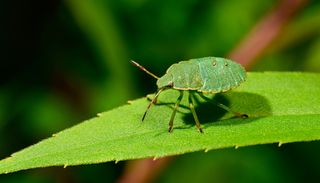 Gr&uuml;n im Sommer, braun im Herbst: Das steckt hinter den Wanzen, die jetzt ins Haus kommen