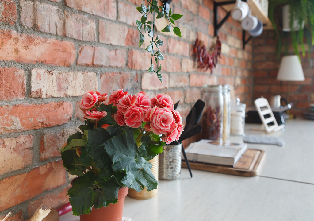 Grünes Wohlfühlklima, Begonie, Küche, Luftfeuchtigkeit