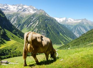 Grünland-Beweidung: Klima- und Artenschutz in der Landwirtschaft