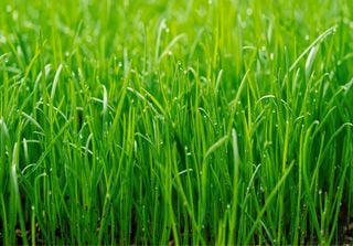 Gr&uuml;ner Rasen: Wann ist der richtige Zeitpunkt zum Auss&auml;en?