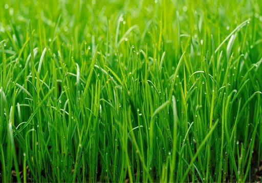Gr&uuml;ner Rasen: Wann ist der richtige Zeitpunkt zum Auss&auml;en?