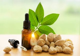 Grupo de investigadores transformam ingredientes utilizados em chás em substâncias terapêuticas