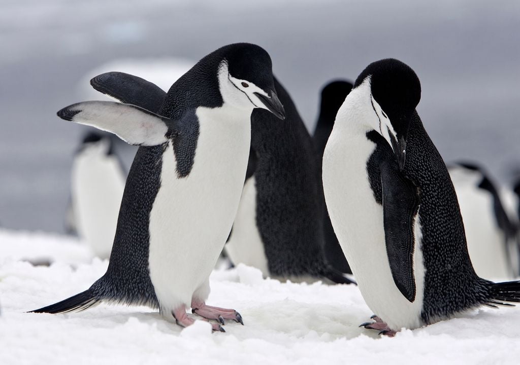 Pinguim-de-barbicha