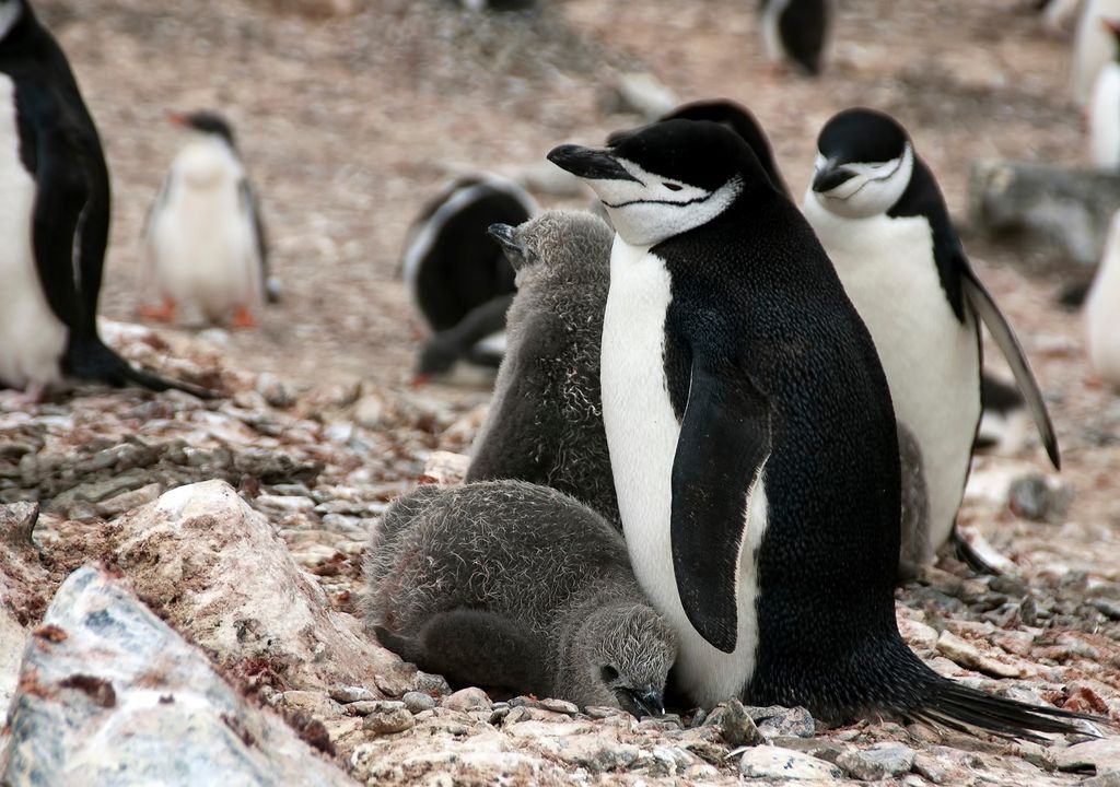 Pingüino barbujo con cría Pingüino barbujo con cría