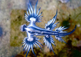 La llegada del temido dragón azul obliga a cerrar varias playas de Alicante y otras provincias en plena temporada alta