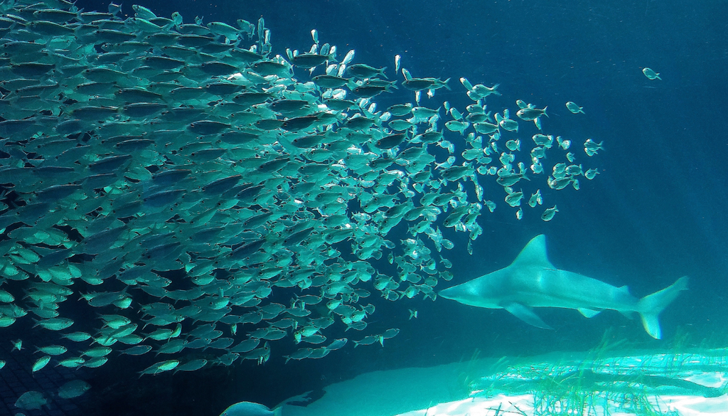 Cuando los tiburones patrullan, los cardúmenes encuentran equilibrio: su presencia ordena el océano y fortalece la abundancia de peces.