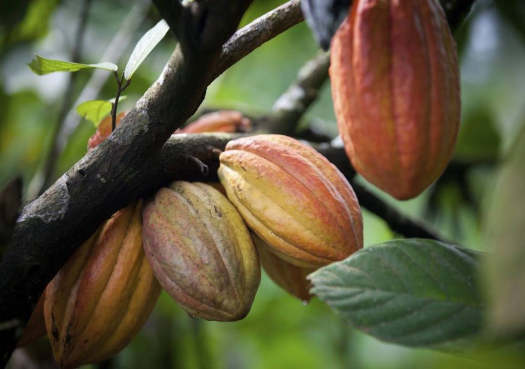 Cacao brasileño