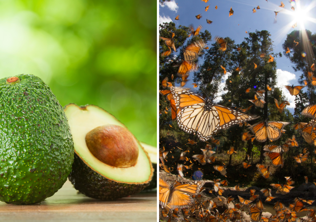 Mariposas monarca y aguacates, Meteored, Chile
