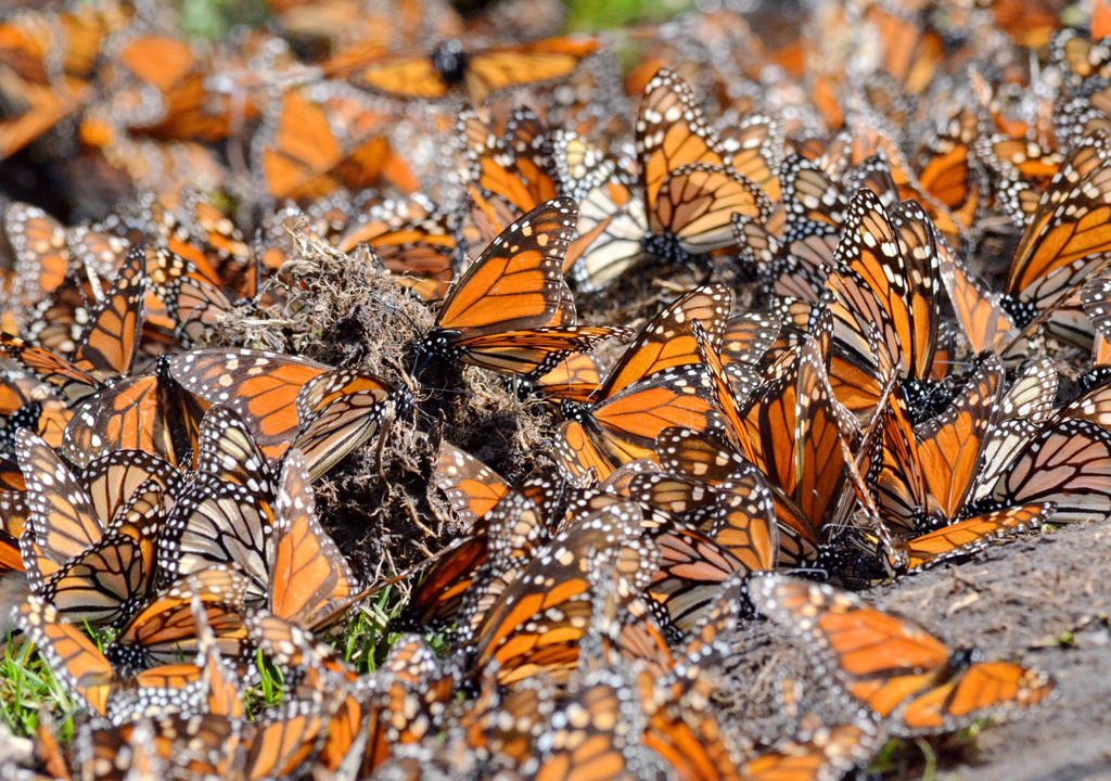 Mariposas monarca y aguacates, Meteored, Chile