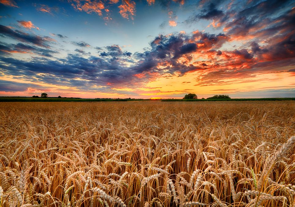 Guerra e alterações climáticas: como o comércio do trigo se tem erguido