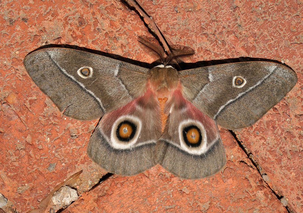 guerra catástrofe nuclear hongo sobrevivir alimento bomba oruga mariposa mopane guerra catástrofe nuclear hongo sobrevivir alimento bomba oruga mariposa mopane