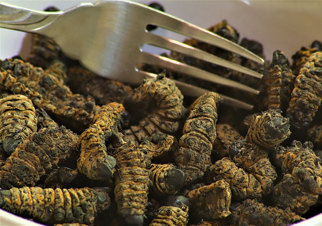 guerra catástrofe nuclear hongo sobrevivir alimento bomba oruga mariposa mopane guerra catástrofe nuclear hongo sobrevivir alimento bomba oruga mariposa mopane