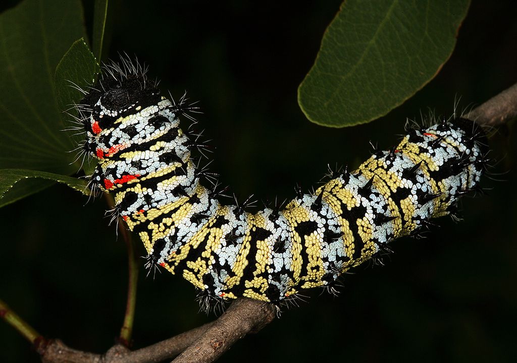 guerra catástrofe nuclear hongo sobrevivir alimento bomba oruga mariposa mopane guerra catástrofe nuclear hongo sobrevivir alimento bomba oruga mariposa mopane