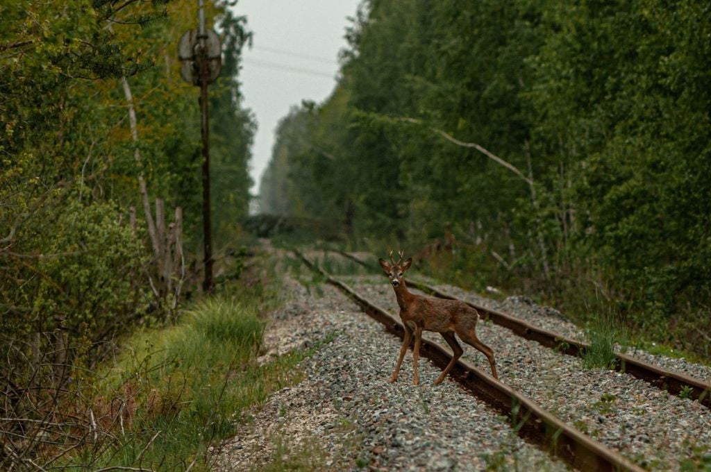 Un corzo cruzando una vía férrea cerca del pueblo abandonado de Novoshepelychi. /Kateryna Korepanova
