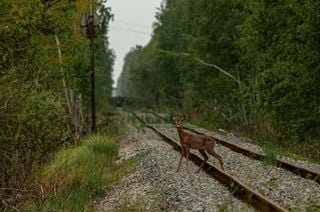 La guerra en Ucrania altera el comportamiento de la fauna silvestre en Chern&oacute;bil