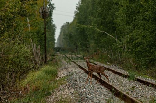 La guerra en Ucrania altera el comportamiento de la fauna silvestre en Chern&oacute;bil