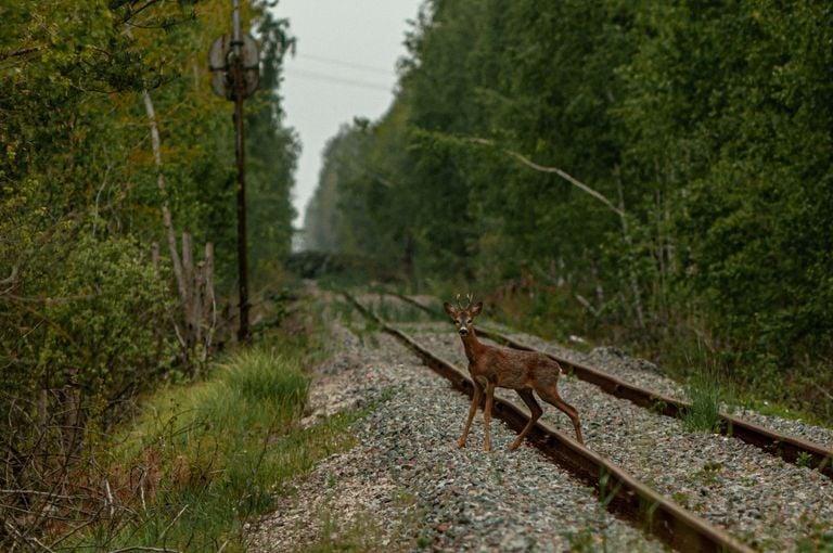 La guerra en Ucrania altera el comportamiento de la fauna silvestre en Chern&oacute;bil
