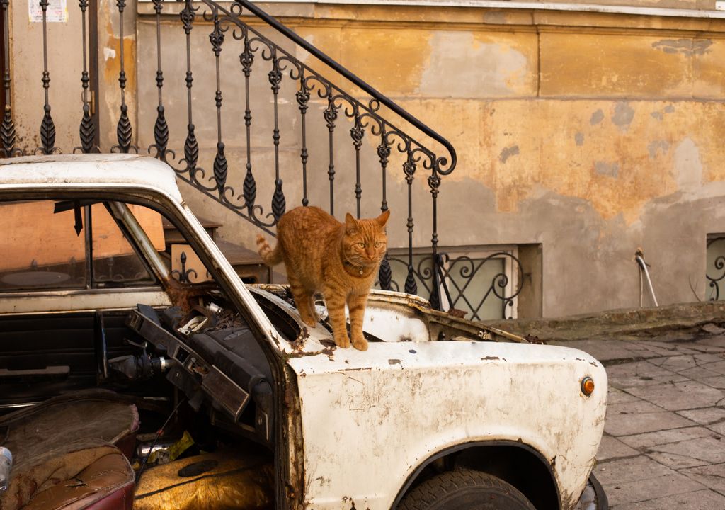 Gato nos destroços.