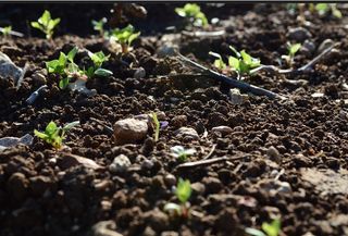 Guerras de almacenamiento del carbono
