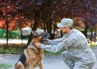 Guerre : quels sont les animaux qui servent les services de l'armée ?