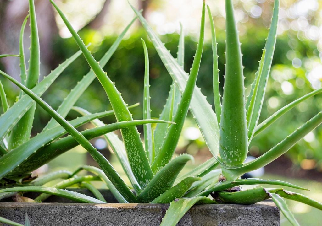 plantas plantas