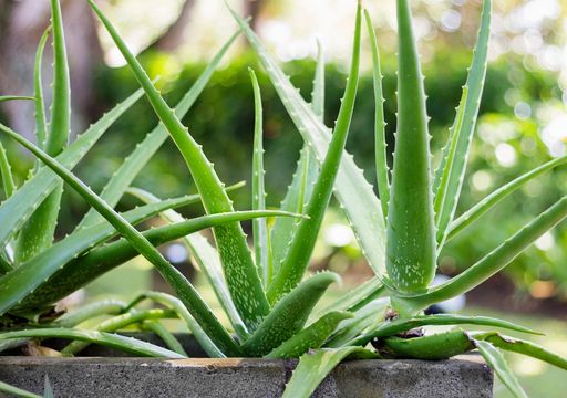 aloe vera gel rot geworden DR. SCHELLER ALOE VERA GEL