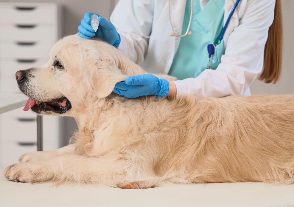 perro La consulta temprana resulta decisiva para evitar complicaciones mayores en casos de intoxicaciones por plantas.