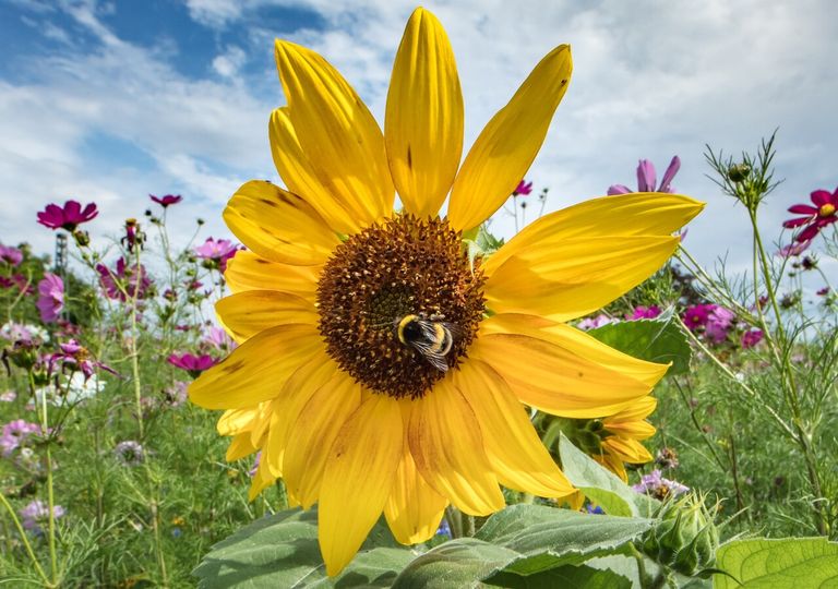 Guía de siembra exprés: flores, hortalizas y aromáticas que puedes sembrar ahora para disfrutar en primavera