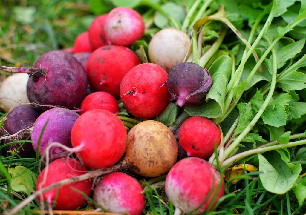 Los rábanos crecen tan rápido que podrás cosecharlos en pocas semanas, incluso partiendo directamente desde semilla.