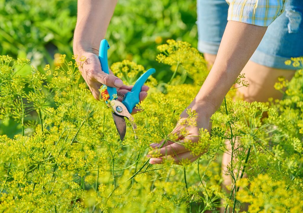 El eneldo, con sus vistosas flores amarillas, aporta belleza y frescura al huerto mientras atrae insectos benéficos