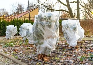 Guía de siembra para diciembre: cómo transformar tu huerto en temporada invernal