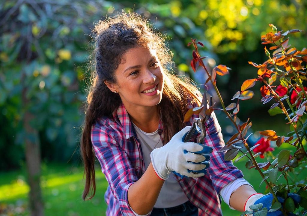 Aprende a dominar la técnica del corte inclinado para revitalizar tus rosales y conseguir una floración espectacular esta temporada.