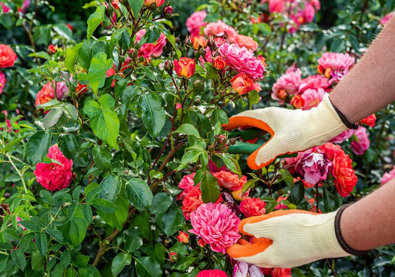 How to Prune a Rose Bush Without Fear: The Cut That Seems Aggressive ...