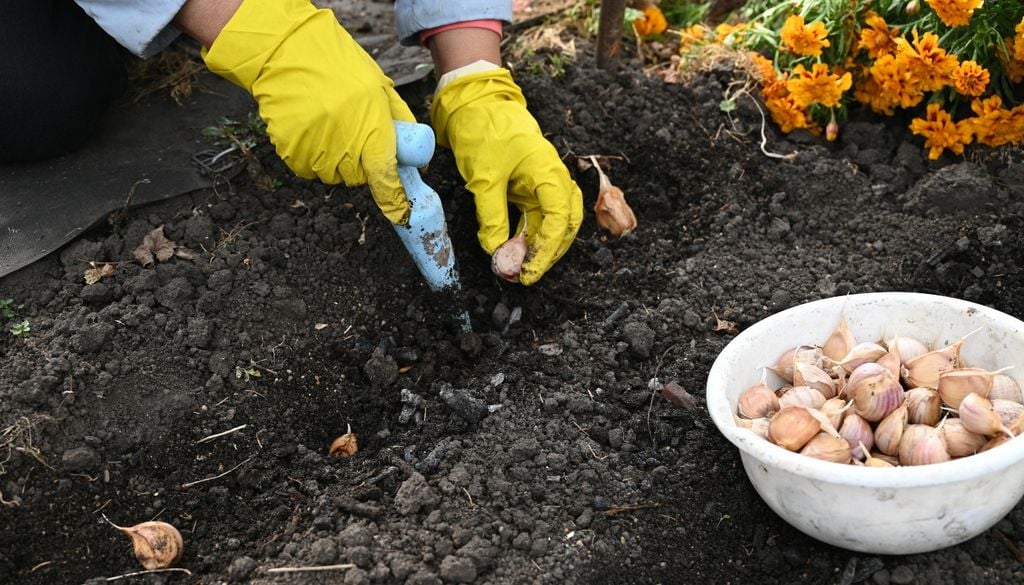 plantas Una vez plantados, dales un riego suave pero firme para que la tierra se asiente alrededor del diente.