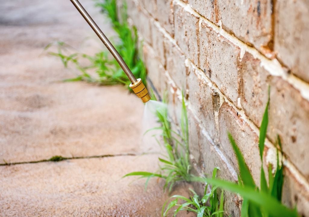 plantas Sacar el yuyo de raíz es solo el primer paso: lo importante es evitar que vuelva.