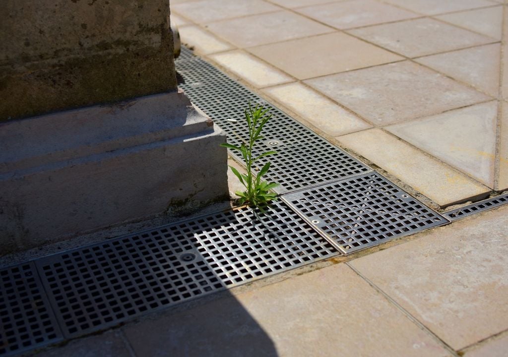 plantas Donde hay un poco de tierra y agua, las malezas no tardan en aparecer.