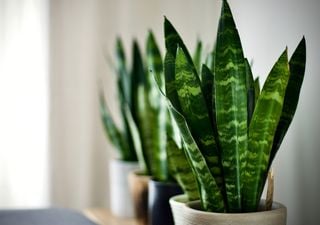 Guía para multiplicar fácilmente la Lengua de Suegra y aprovechar sus beneficios ocultos en todo tu jardín