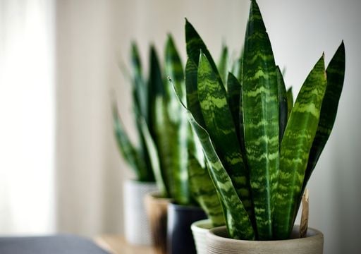 Guía para multiplicar fácilmente la Lengua de Suegra y aprovechar sus beneficios ocultos en todo tu jardín