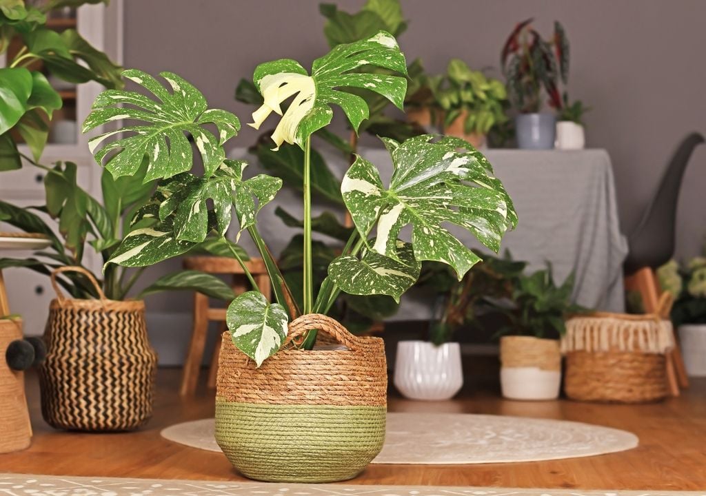 plantas El equilibrio entre estética y funcionalidad es clave en balcones con plantas.