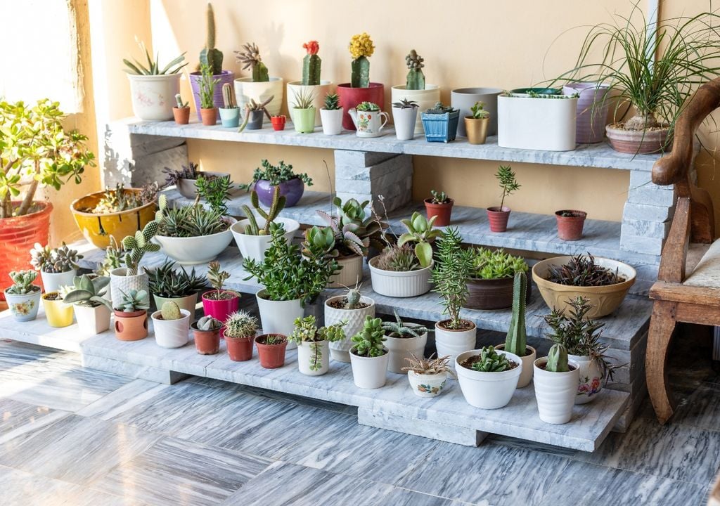 plantas Las macetas no solo decoran: también condicionan el crecimiento de las plantas.